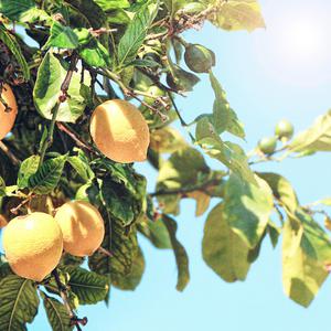 国产精品无码在线观看
